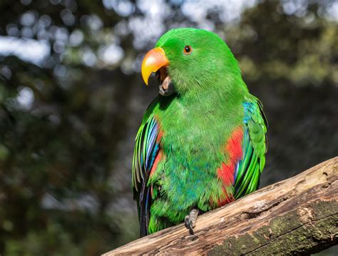 green parrot photo|green parrot with black beak.